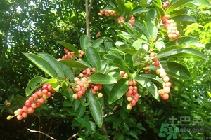 五月茶的功效 五月茶怎么吃？
