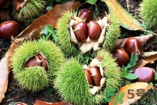 吃栗子會上火嗎？吃栗子會便秘嗎？