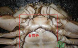 梭子蟹怎么挑選？梭子蟹挑選圖解