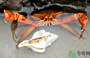河蟹死了一天能吃嗎？河蟹死了多久不能吃？