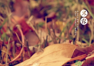 寒露是什么意思？寒露是幾月幾日