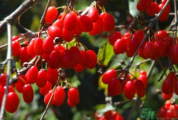 茱萸是什么？重陽(yáng)節(jié)為什么要插茱萸？
