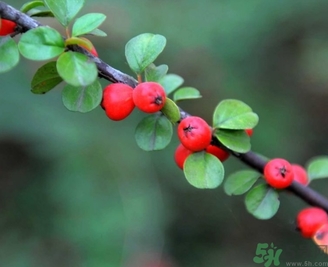 茱萸是什么？重陽(yáng)節(jié)為什么要插茱萸？