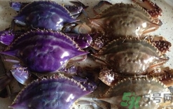 螃蟹變紫色還能吃嗎?螃蟹變紫色可以吃嗎? 螃蟹變紫色還能吃嗎?螃蟹變紫色可以吃嗎?