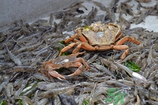 吃青蟹有什么好處?青蟹的功效與作用 吃青蟹有什么好處?青蟹的功效與作用