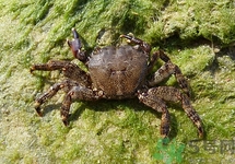 吃青蟹有什么好處?青蟹的功效與作用 吃青蟹有什么好處?青蟹的功效與作用