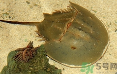 吃青蟹有什么好處?青蟹的功效與作用 吃青蟹有什么好處?青蟹的功效與作用