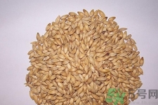 麥芽可退奶還是發(fā)奶？麥芽的功效與作用
