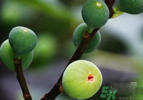 吃無花果會過敏嗎？吃無花果干會過敏嗎？