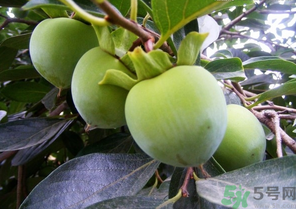 青柿子怎么吃？青柿子能吃嗎？