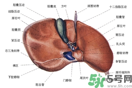 男性護(hù)肝的方法有哪些？養(yǎng)肝護(hù)肝必吃3大營養(yǎng)素