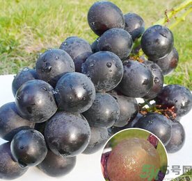 巨峰葡萄怎么保存？巨峰葡萄可以放多久？