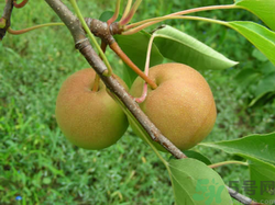 孕婦能吃南國(guó)梨嗎？南國(guó)梨孕婦可以吃嗎？