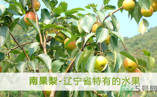 孕婦能吃南國(guó)梨嗎？南國(guó)梨孕婦可以吃嗎？