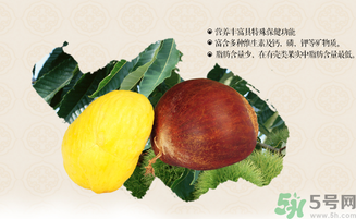 板栗和什么一起泡酒好？板栗泡酒的功效與作用有哪些？