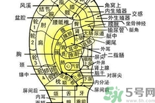 每天揉耳朵有什么好處？?揉耳朵的正確方法是什么？