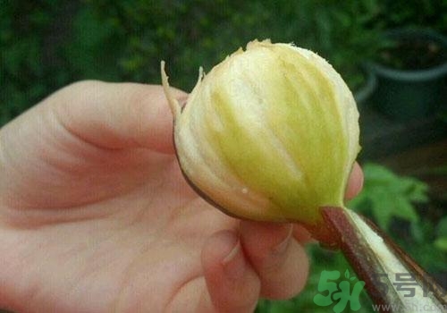 吃無花果要剝皮嗎？吃無花果皮有什么好處？