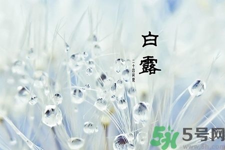 白露節(jié)吃什么？白露節(jié)的傳統(tǒng)美食有哪些？