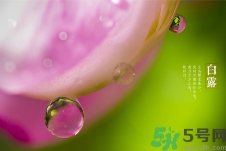 白露節(jié)吃什么？白露節(jié)的傳統(tǒng)美食有哪些？