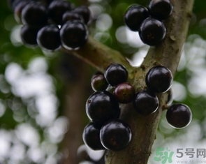 嘉寶果多少錢一斤？嘉寶果的功效和作用