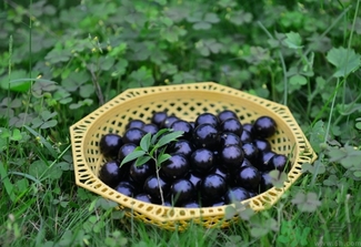 嘉寶果多少錢一斤？嘉寶果的功效和作用