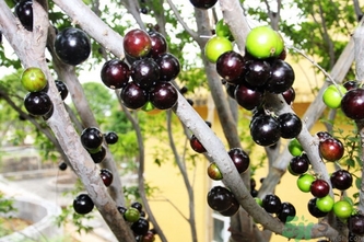 嘉寶果多少錢一斤？嘉寶果的功效和作用