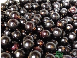 嘉寶果多少錢一斤？嘉寶果的功效和作用