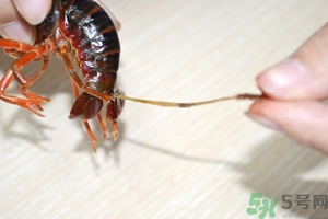 活蝦怎么處理干凈蝦線？活蝦怎么去蝦線？