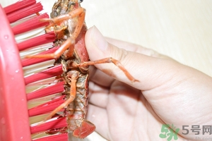 活蝦怎么處理干凈蝦線？活蝦怎么去蝦線？