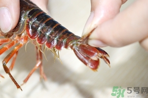活蝦怎么處理干凈蝦線？活蝦怎么去蝦線？