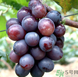 巨峰葡萄怎么有酒味？葡萄有酒味還能吃嗎？