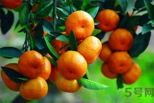 橘子的營(yíng)養(yǎng)價(jià)值 桔子的功效與作用