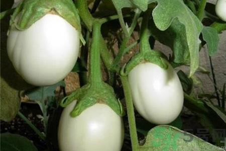 蛋樹是什么？蛋樹可以吃嗎？