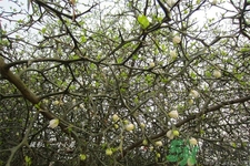 蛋樹是什么？蛋樹可以吃嗎？