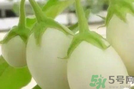 蛋樹是什么？蛋樹可以吃嗎？