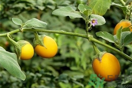 蛋樹是什么？蛋樹可以吃嗎？