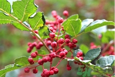花椒可以治療打鼾嗎？花椒的好處有哪些？