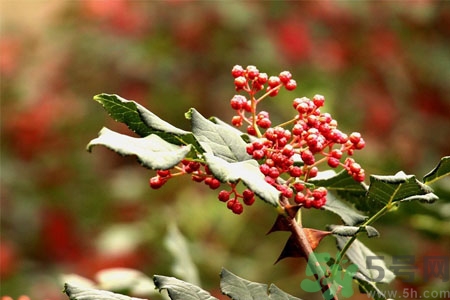 花椒可以治療打鼾嗎？花椒的好處有哪些？