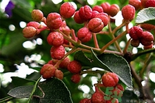 花椒可以治療打鼾嗎？花椒的好處有哪些？