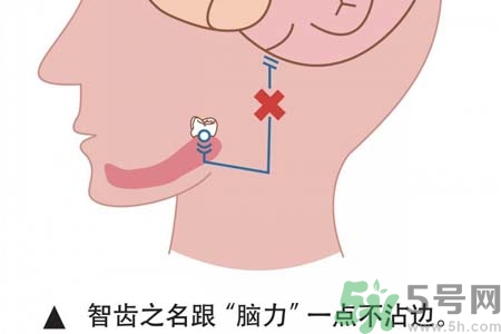 智齒一定要拔掉嗎？什么樣的智齒可以不拔？
