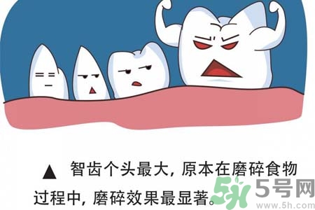 智齒一定要拔掉嗎？什么樣的智齒可以不拔？