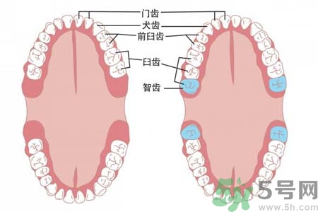 智齒拔了好不好？智齒能不拔嗎？