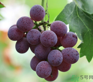 拉肚子能吃葡萄嗎？拉肚子吃什么食物好？
