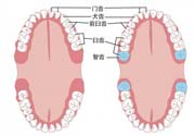 智齒橫著長怎么辦？智齒橫著長一定要拔了嗎？