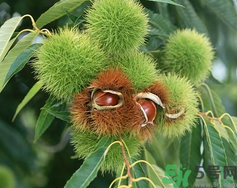 ?吃板栗會(huì)胖嗎？?吃板栗會(huì)不會(huì)發(fā)胖？