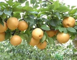 吃豐水梨的好處？豐水梨好吃嗎？