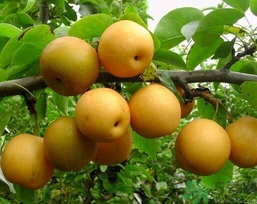 吃豐水梨的好處？豐水梨好吃嗎？