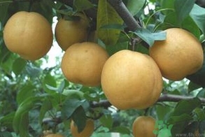 吃豐水梨的好處？豐水梨好吃嗎？