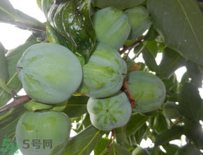 孕婦可以吃青柿子嗎？青柿子孕婦可以吃嗎？