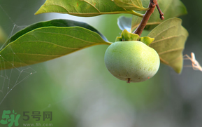 孕婦可以吃青柿子嗎？青柿子孕婦可以吃嗎？